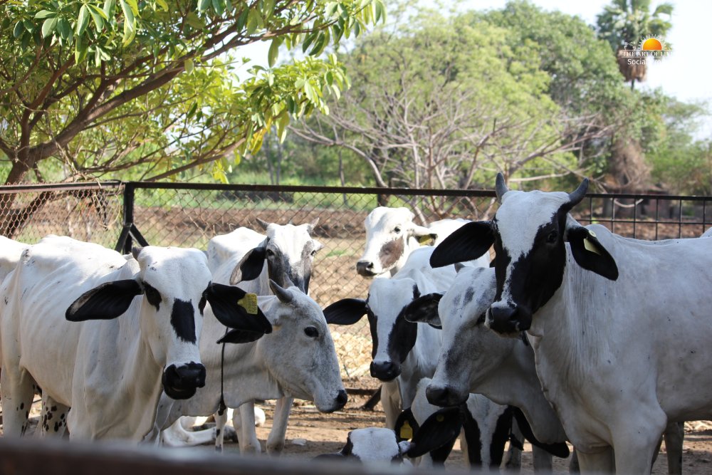 Gallery image 1