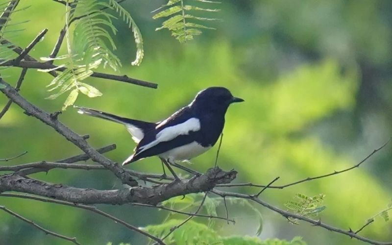 Magpie Robin