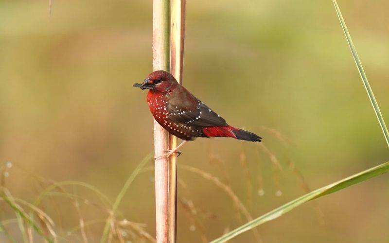 Red Munia
