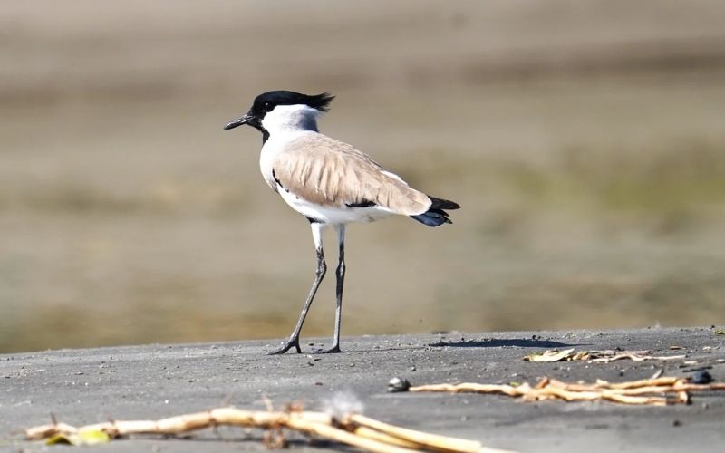 River Lapwing